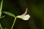 American bird's-foot trefoil